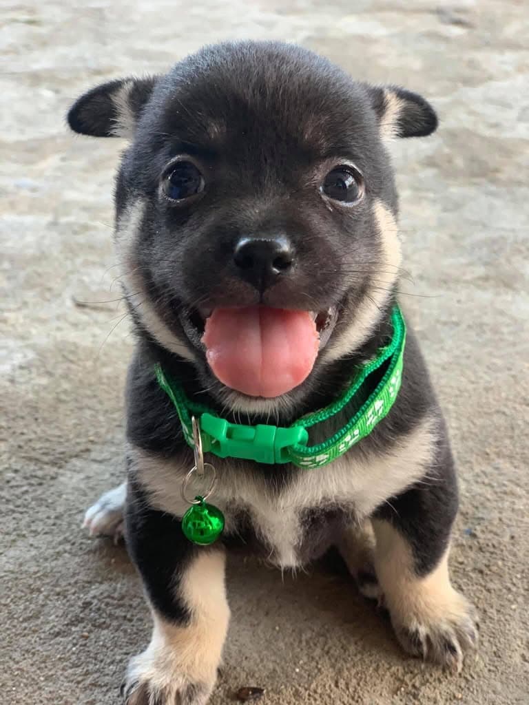 Black puppy, green collar