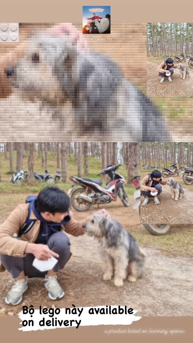 A dog in the pine grove